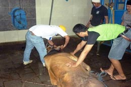 JURU SEMBELIH TERNAK TIDAK HANYA SEKEDAR MEMOTONG