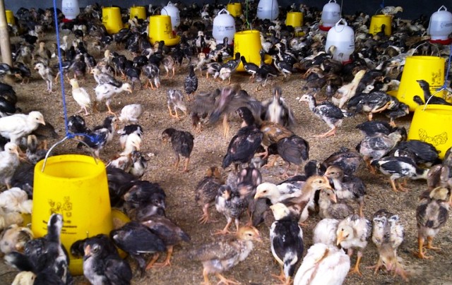 HIJAUAN PAKAN TERNAK DENGAN KANDUNGAN PROTEIN TINGGI BISNIS AYAM KAMPUNG BILA TIDAK DIJADIKAN USAHA KAMPUNGAN