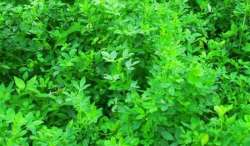 HIJAUAN PAKAN TERNAK DENGAN KANDUNGAN PROTEIN TINGGI BERNAMA "ALFALFA" YANG SEDANG NAIK DAUN