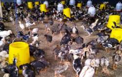 HIJAUAN PAKAN TERNAK DENGAN KANDUNGAN PROTEIN TINGGI BISNIS AYAM KAMPUNG BILA TIDAK DIJADIKAN USAHA KAMPUNGAN