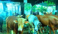 Ternak dan Daging Qurban yang ASUH