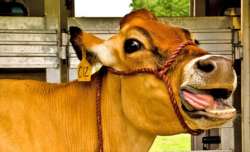asuransi sapi smile