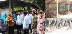 lomba itik nasional