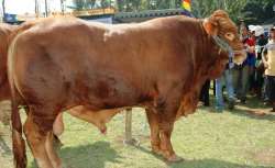 hasil kontes bojonegoro 2014