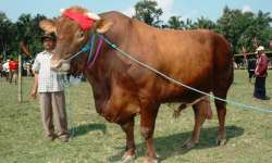 kontes jombang 2014