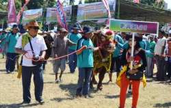 hasil kontes situbondo 2014