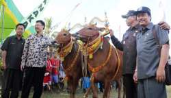 kontes sapi sumenep 2015