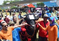 KONTES TERNAK KAB PROBOLINGGO 2016