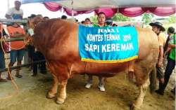 hasil kontes ternak magetan