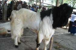 kontes bojonegoro 2016