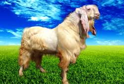 kambing senduro unggulan lumajang