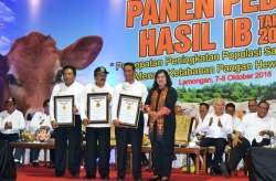 muri panen pedet 2016