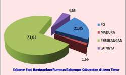 pergeseran sapi lokal