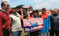 3 sapi bobot 1 ton