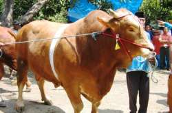 Daging Sapi Lokal Tetap Prioritas