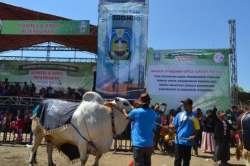 KONTES SITUBONDO 1