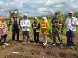 penanaman odot 1