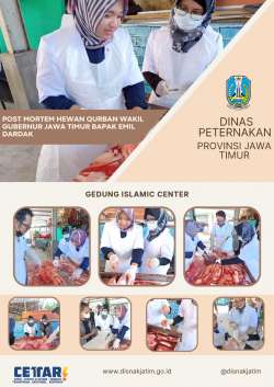 wagub sapi idul adha