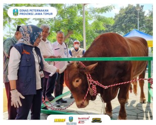 sapi kurban presiden 1444h